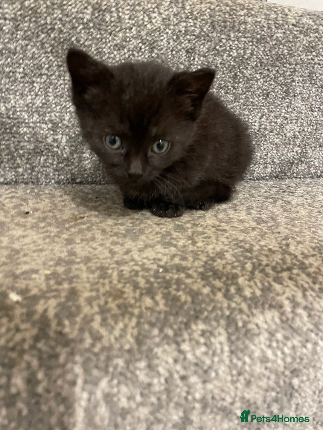 British Shorthair cats for sale: 3 adorable full of fun kittens - Image 4