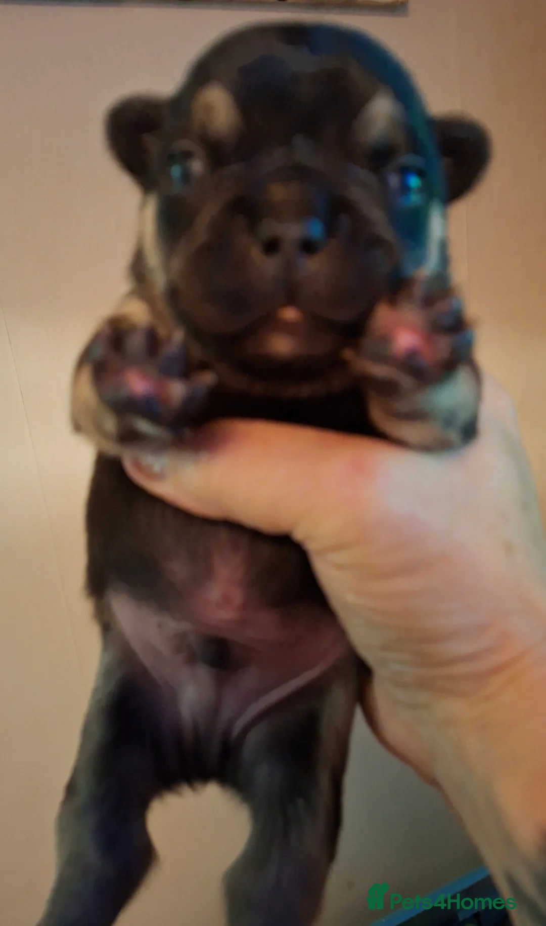 French Bulldog dogs for sale: 5 french bulldog  fluffy - Advert 6