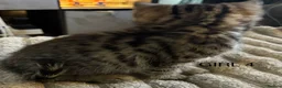 Mixed Breed cats for sale: Bengal cross Kittens for sale inc White/ Cream in Petworth - Advert 16