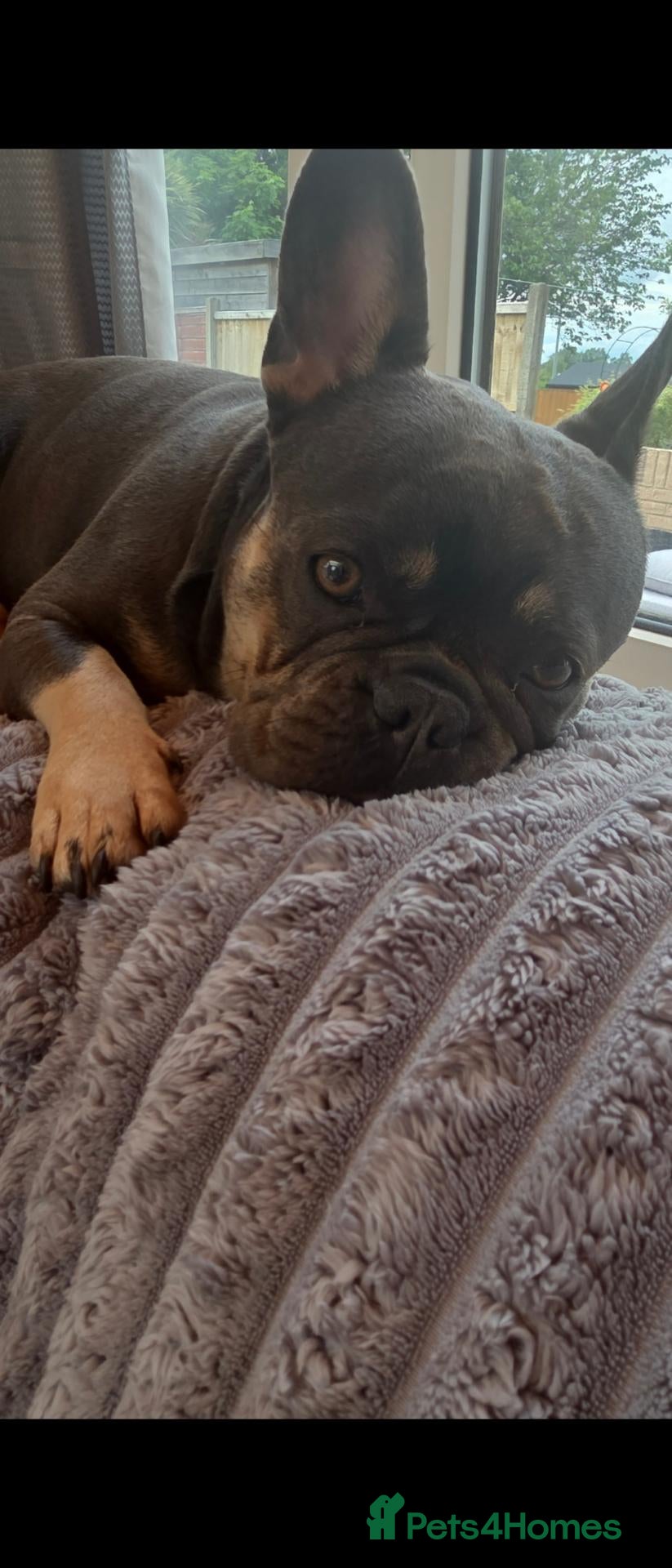 French Bulldog dogs for sale: Blue french bulldog puppies - Advert 10
