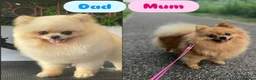 Pomeranian dogs for sale: Pure-Breed Toy Pomeranians  - Advert 3
