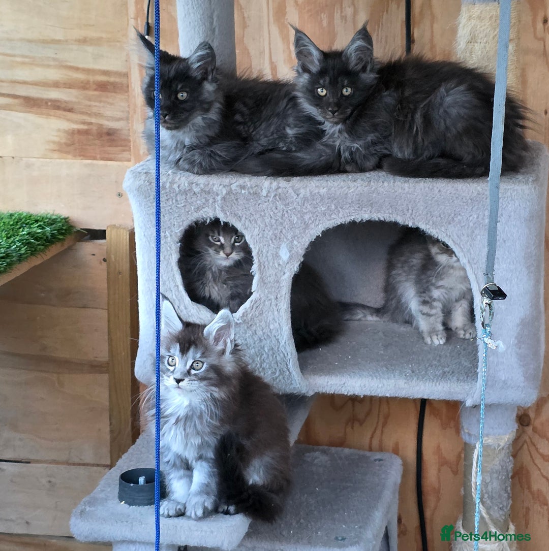 Maine Coon cats for stud: 3 amaizing cats available for stud duties! - Image 11
