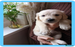 Golden Retriever dogs for sale: Golden Retriever Puppies - Mum & Dad family pets - Image 7