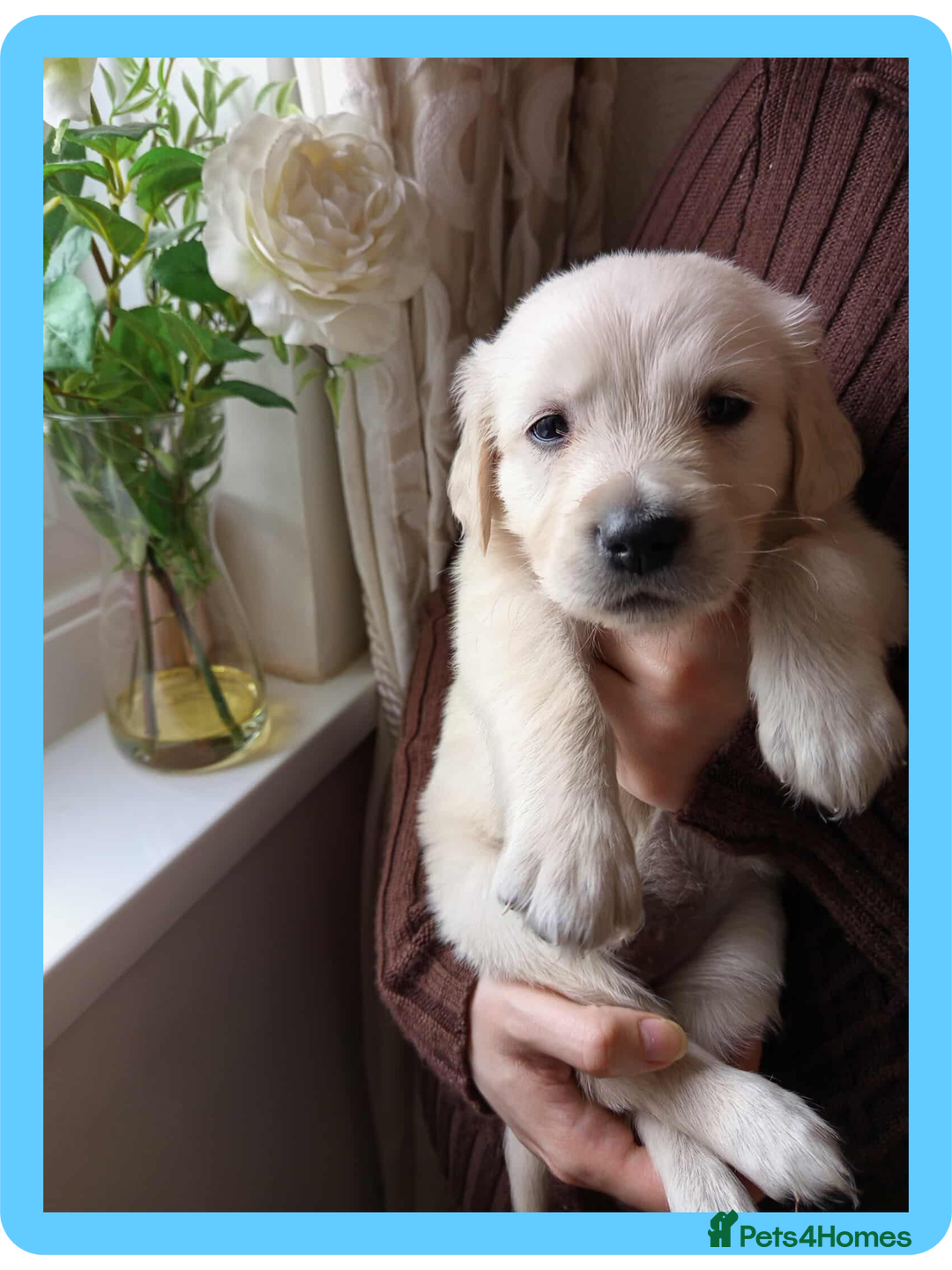 Golden Retriever dogs for sale: Golden Retriever Puppies - Mum & Dad family pets - Image 7