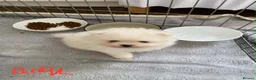 Pomeranian dogs for sale: Snow White Pomeranian Puppies  - Advert 6