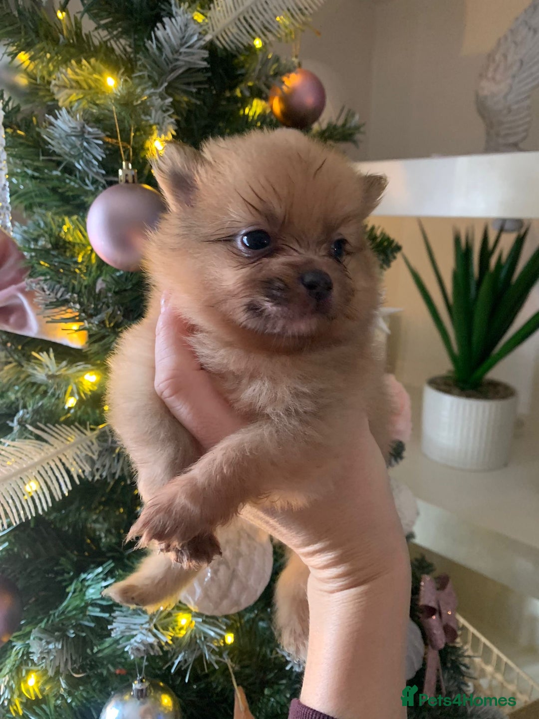 Pomeranian dogs for sale: Pomeranian puppies   - Advert 5