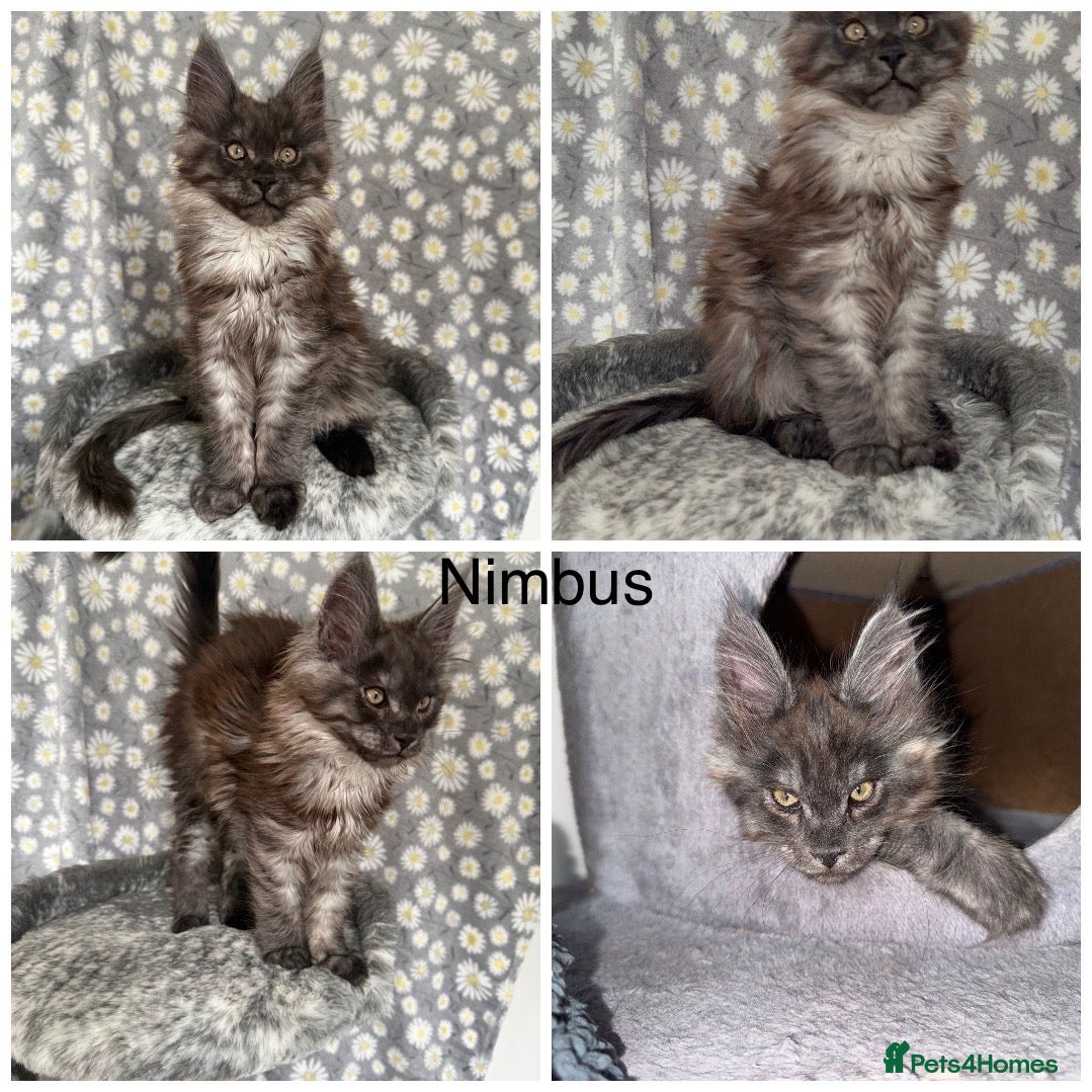Maine Coon cats 🐾Tica registered Maine Coon Kittens Available 🐾 - Advert 1