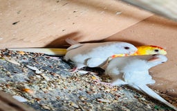 Parakeets birds for sale: Pair of albino red rump parrot for sale  - Image 4