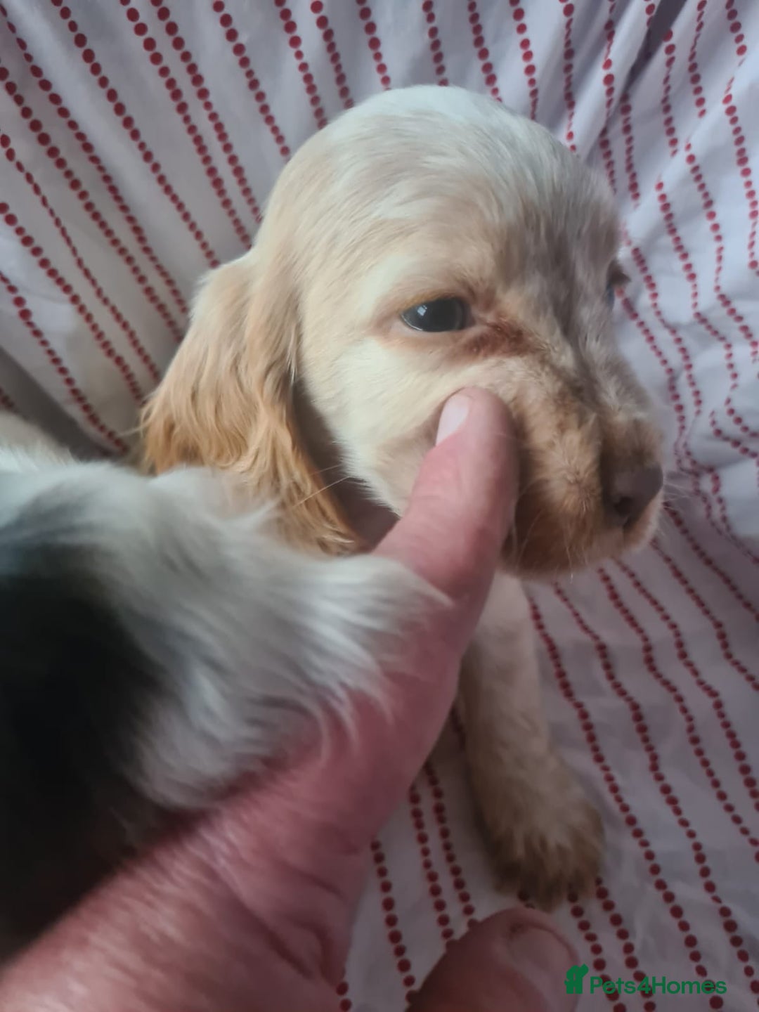 Cocker Spaniel dogs for sale: Cocker spaniel puppies | Mixed colours | 6 total - Advert 4