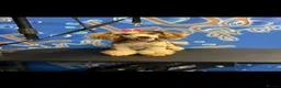 Cockapoo dogs for sale: Beautiful yankiepoo puppies - Advert 2