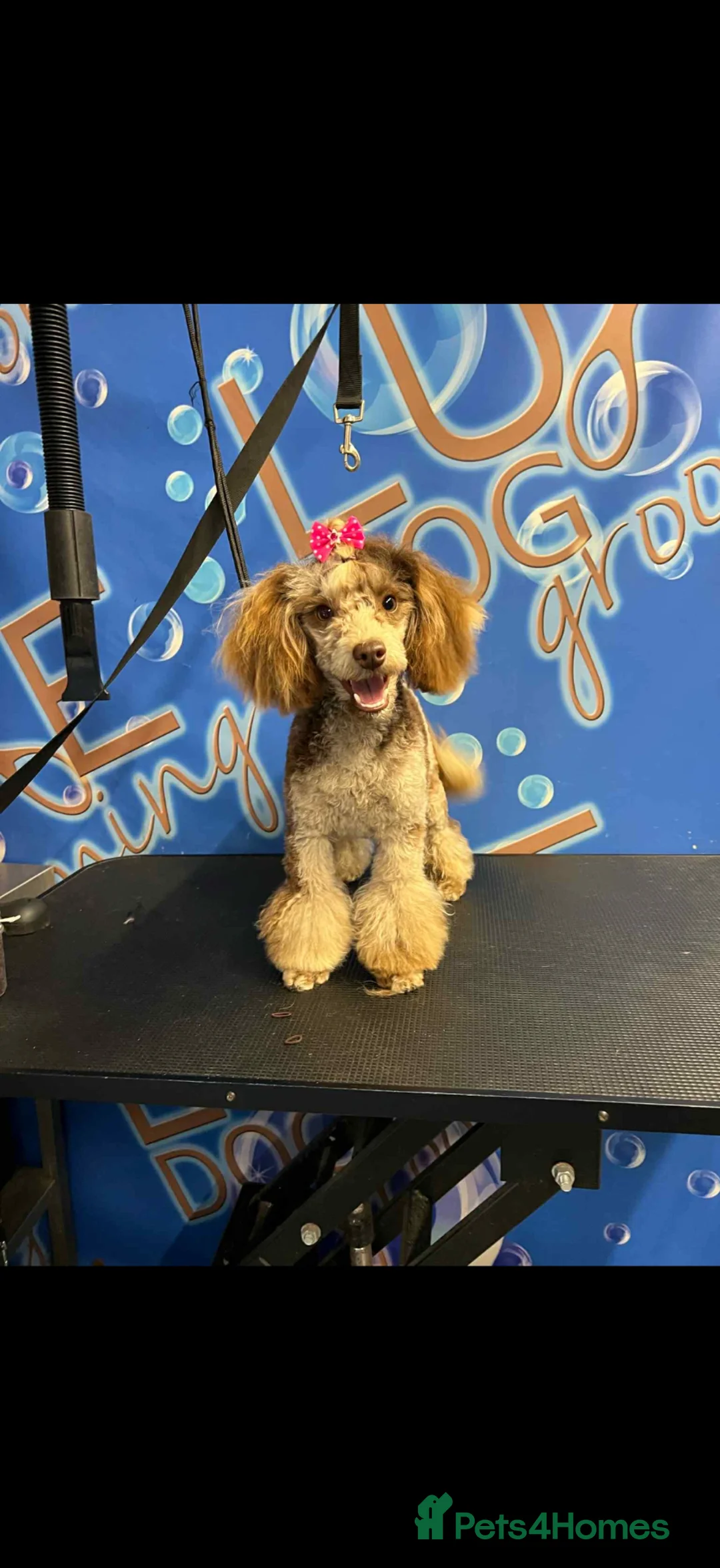 Cockapoo dogs for sale: Beautiful yankiepoo puppies - Advert 2