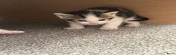 Maine Coon cats for sale:  Maine coone kittens (reduced) - Advert 38