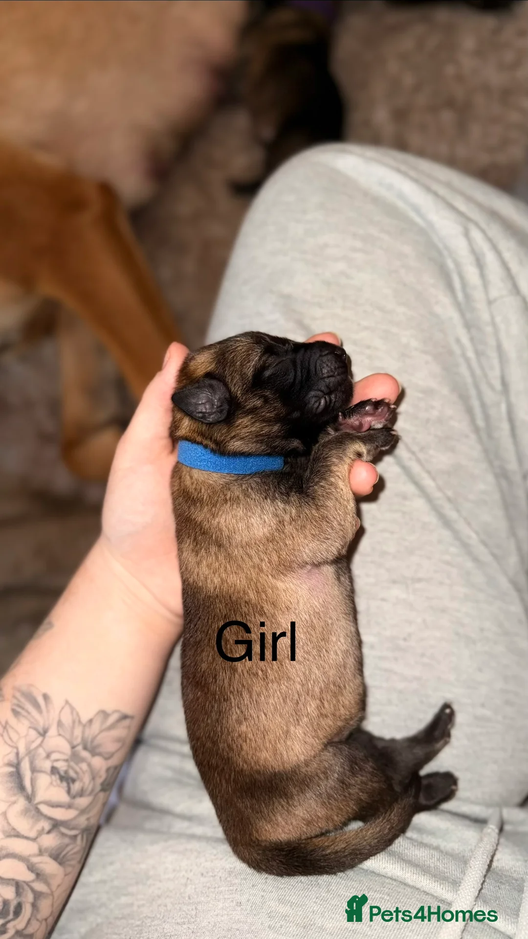 Mixed Breed dogs for sale: Incredible Belgian MalinoisxGerman shepherd pups - Advert 3