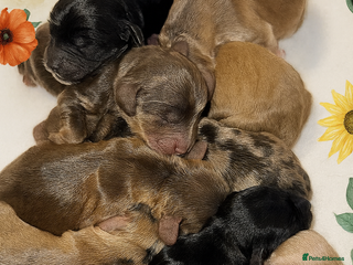 Cockapoo dogs Extensive DNA Tested cockapoo pups, Read 5th Feb - Advert 3