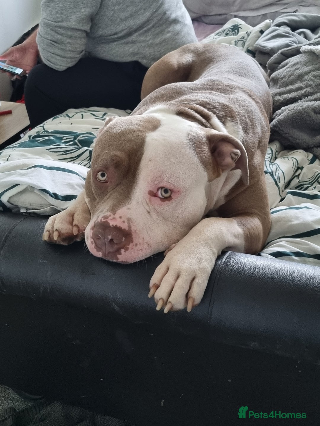 American Bulldog dogs for stud: 2 year old American Bulldog - Image 3