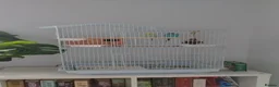 Budgerigars birds for sale: Beautiful family of 4 - Advert 4