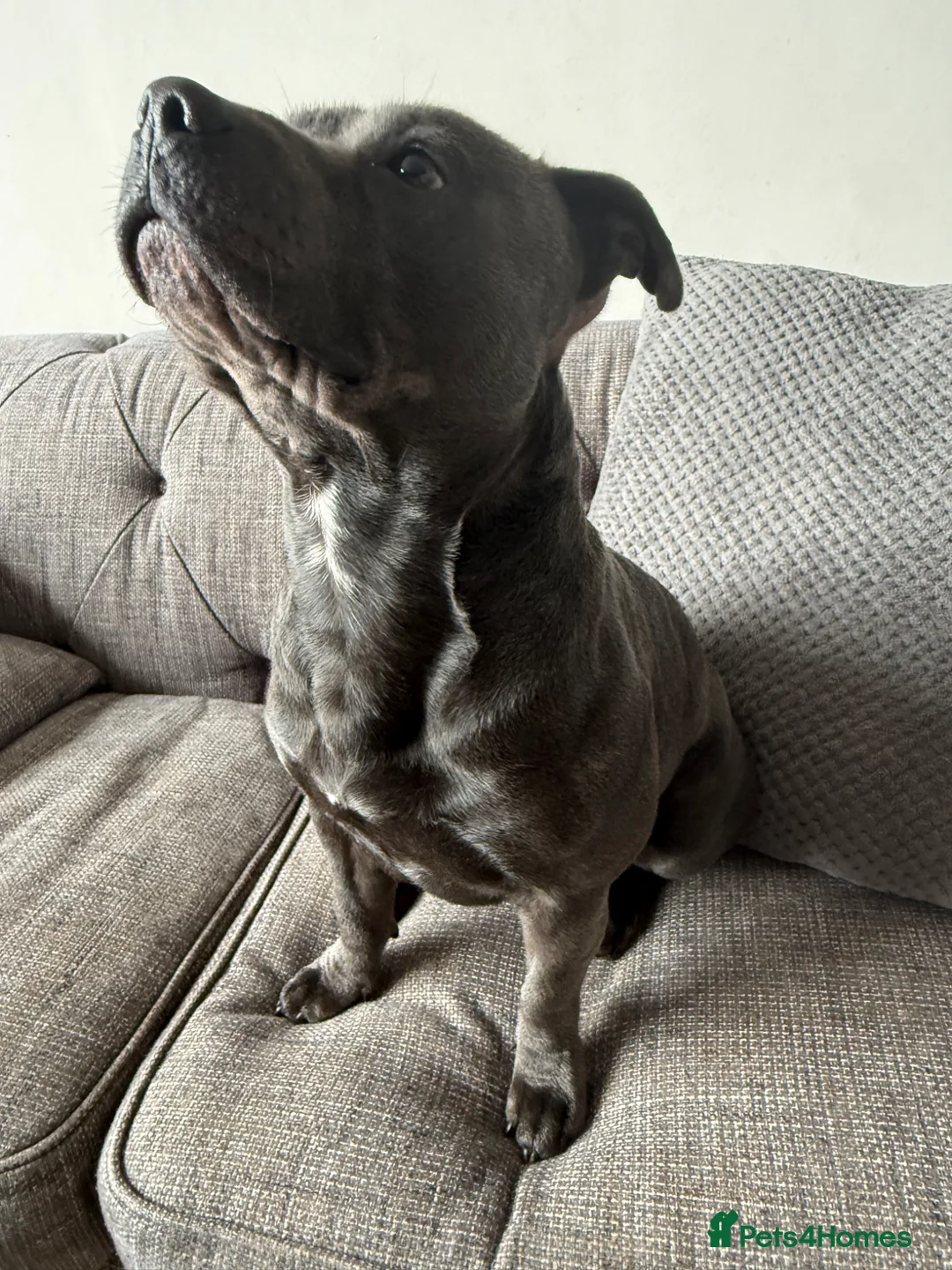 Staffordshire Bull Terrier dogs for stud: Blue Staffordshire Bull terrier  - Advert 4