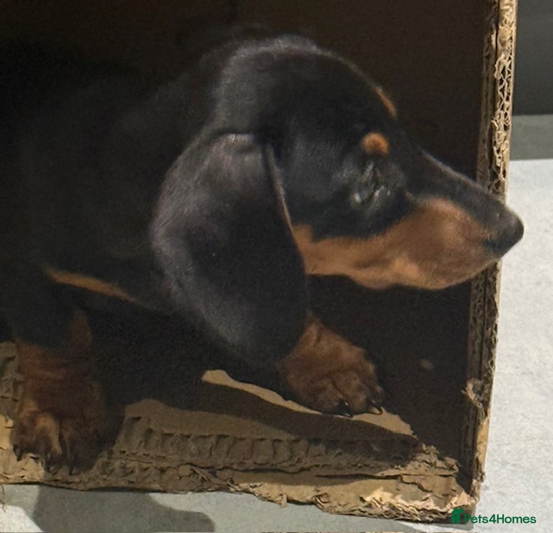 Miniature Dachshund dogs for sale: Ruby and Marley pups - Advert 16
