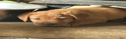 Labrador Retriever dogs for sale: Beautiful fox red Labrador puppies  in Thame - Advert 6