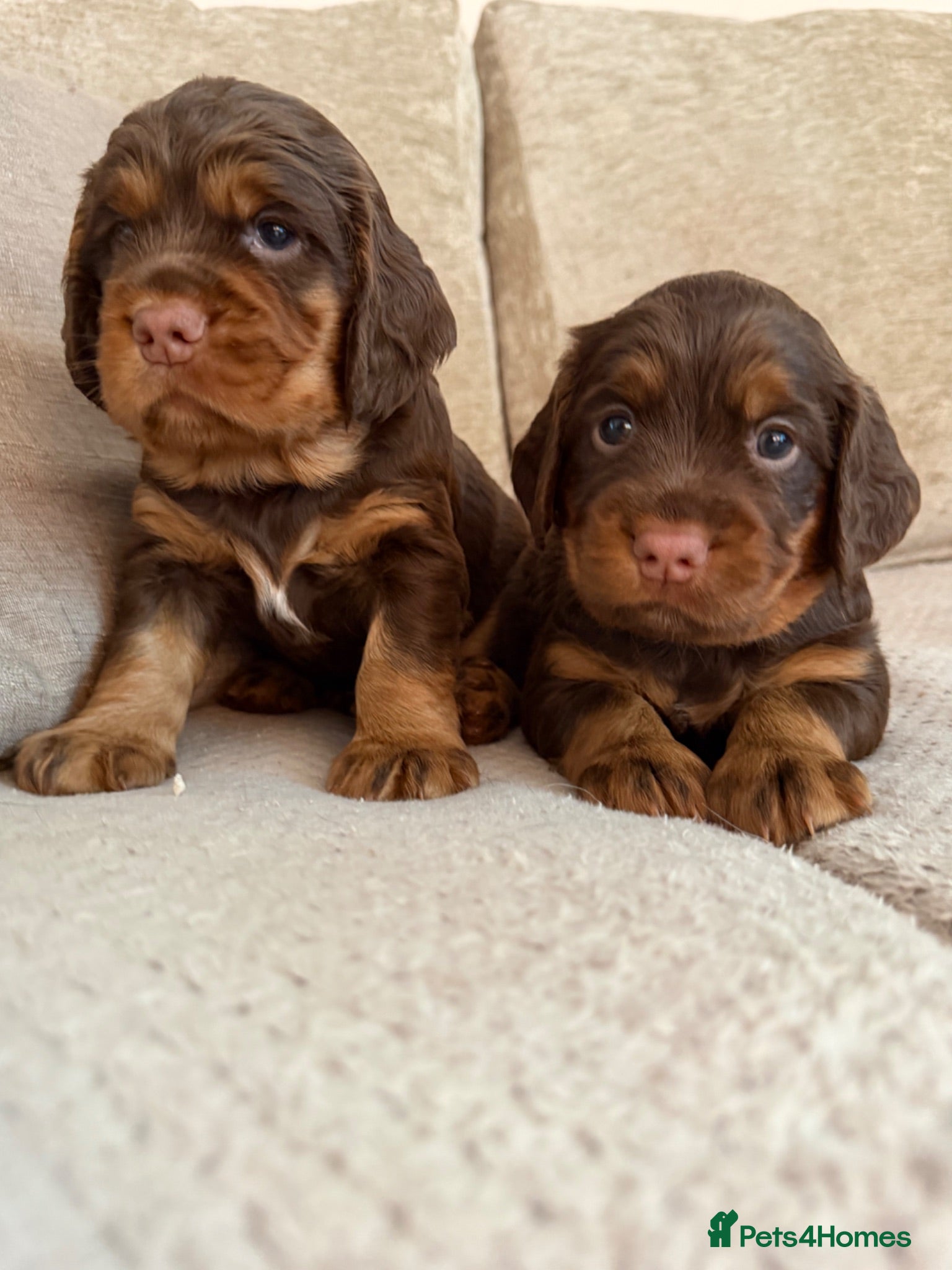 Sprocker dogs Two choc and tan puppies left  - Advert 7