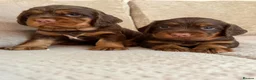 Sprocker dogs for sale: Last beautiful girl choc and tan Sprocker  - Advert 6