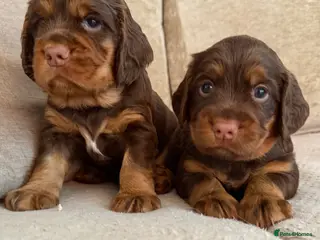 Sprocker dogs Two choc and tan puppies left - Advert 7