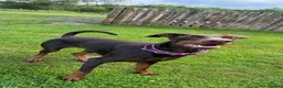 Dobermann dogs for sale: Chocolate & Isabella Doberman puppies for sale  - Advert 3