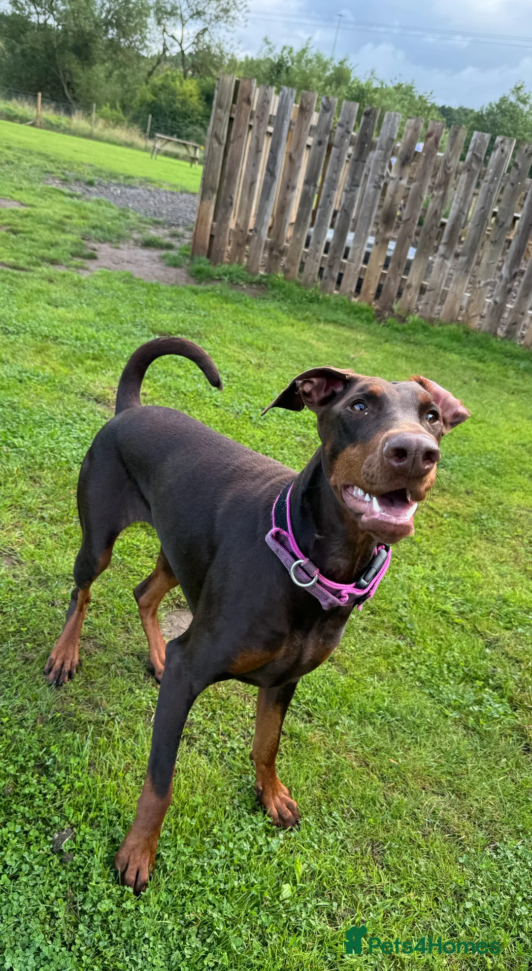 Dobermann dogs for sale: Chocolate & Isabella Doberman puppies for sale  - Advert 3