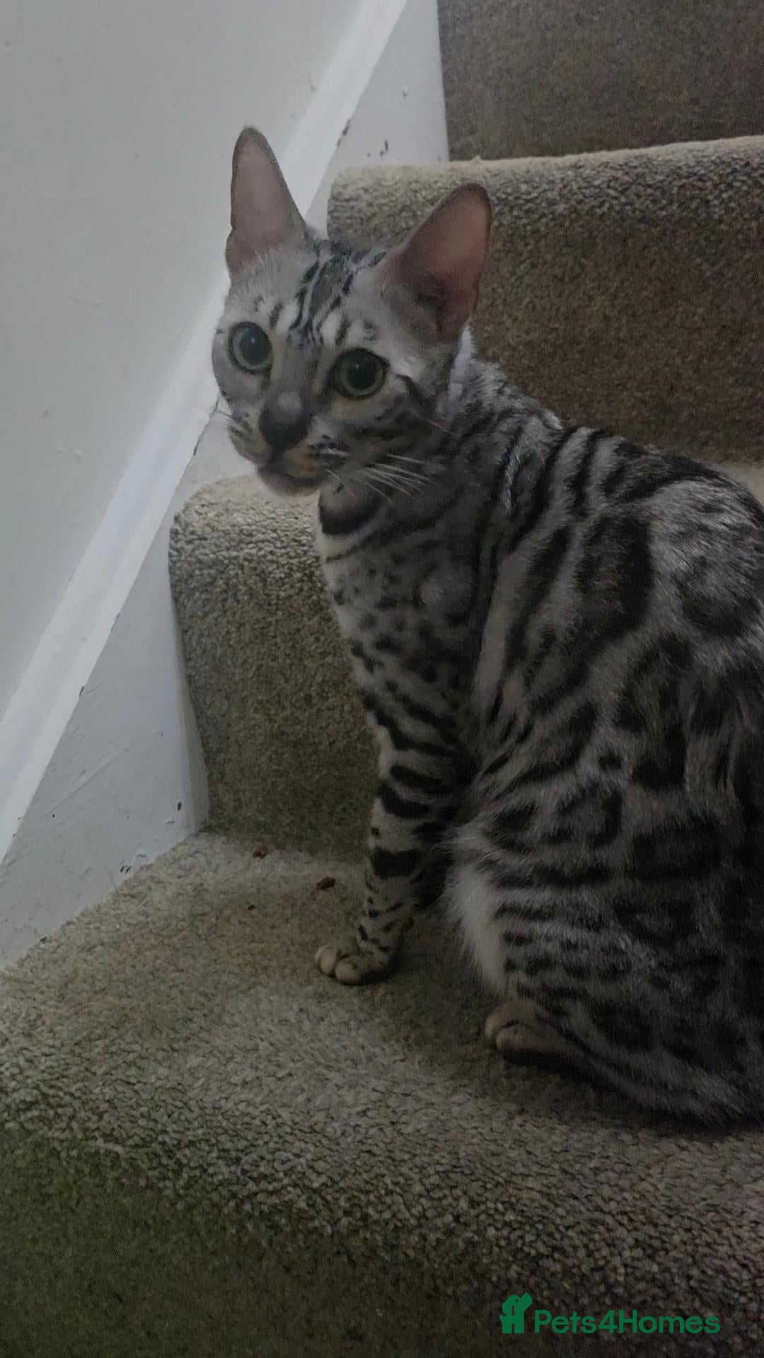 Bengal cats Purebred Silver Seal Lynx Bengal Kitten, Ready Now - Advert 8