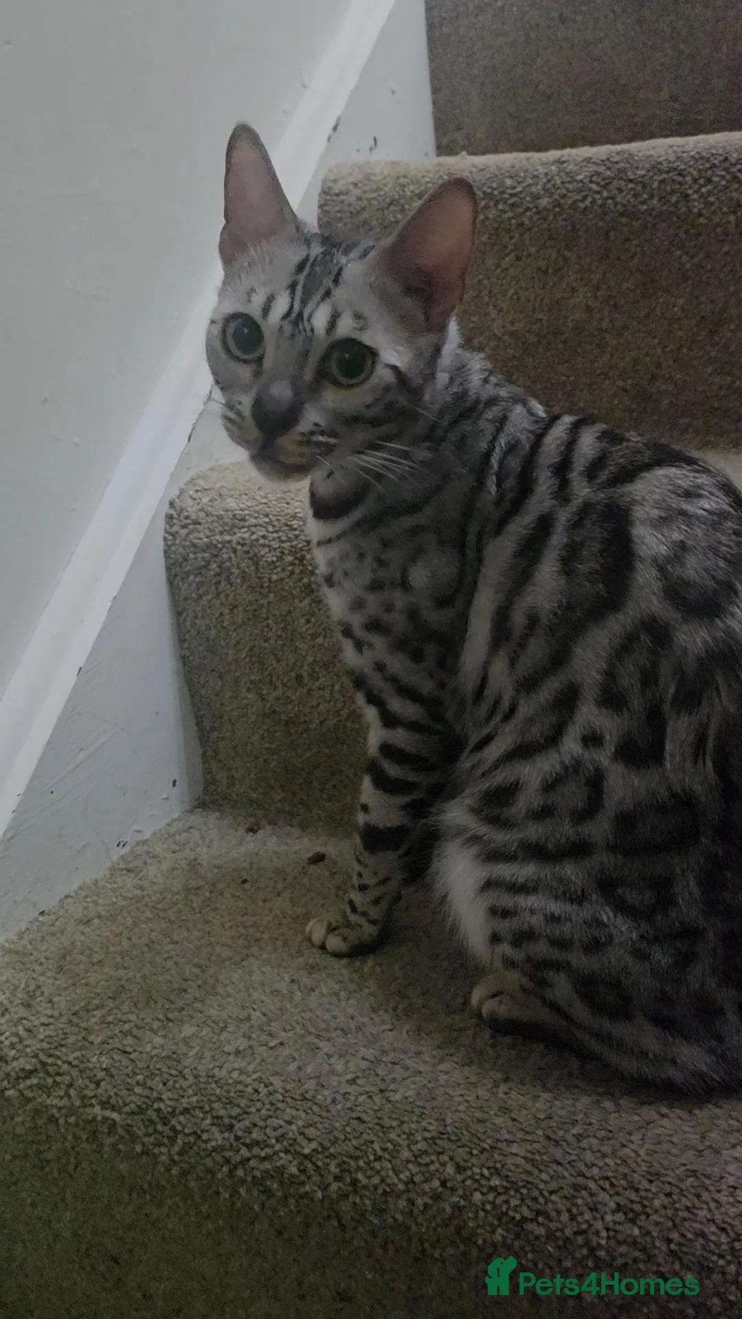 Bengal cats for sale: Purebred Silver Seal Lynx Bengal Kitten, Ready Now - Advert 1