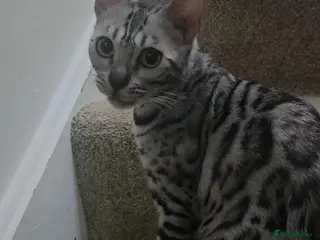 Bengal cats Purebred Silver Seal Lynx Bengal Kitten, Ready Now - Advert 4
