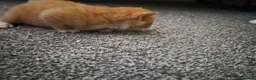 Mixed Breed cats for sale: 3 beautiful kittens for sale in Wrexham - Advert 6