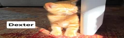 Mixed Breed cats for sale: 4 Beautiful kittens - Advert 24