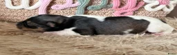 Miniature Schnauzer dogs for sale: Beautiful Chocolate Parti Miniature Schnauzers - Advert 2
