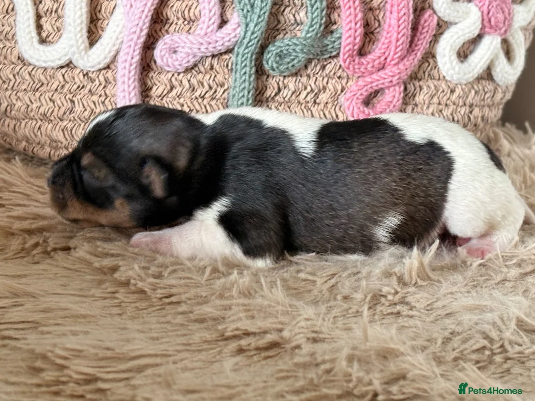 Miniature Schnauzer dogs for sale: Beautiful Chocolate Parti Miniature Schnauzers - Advert 2