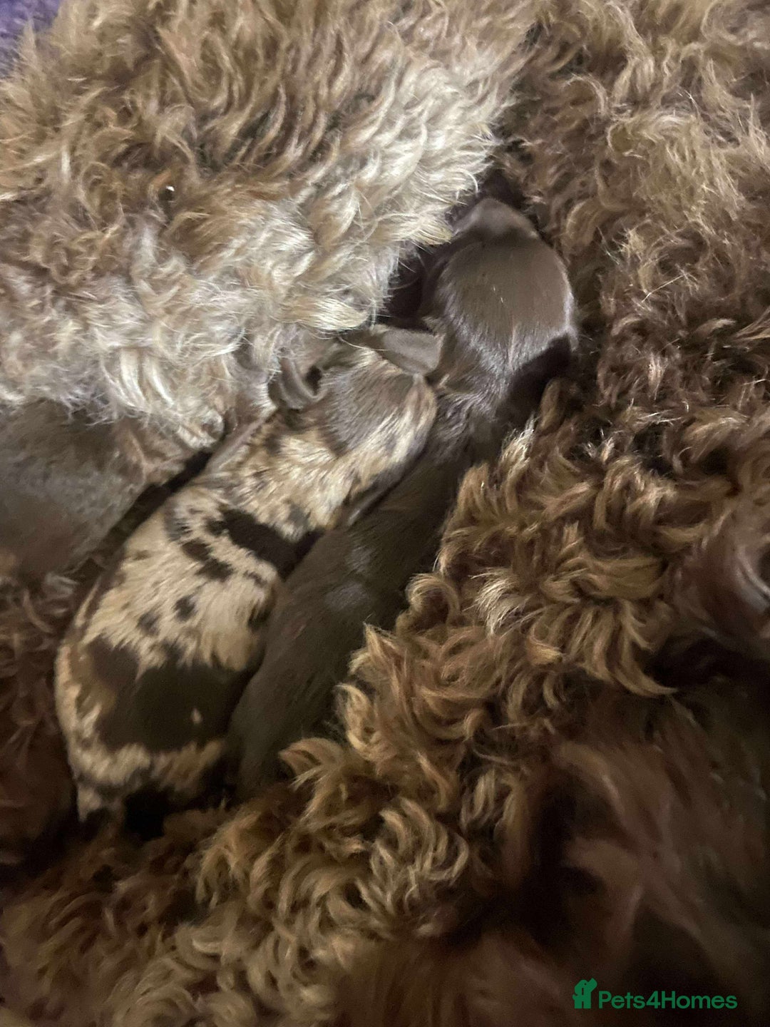 Cockapoo dogs for sale: Cockapoo puppies - Image 39