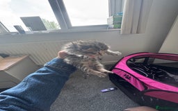 Mixed Breed cats for sale: 3 kittens for sale - Image 3