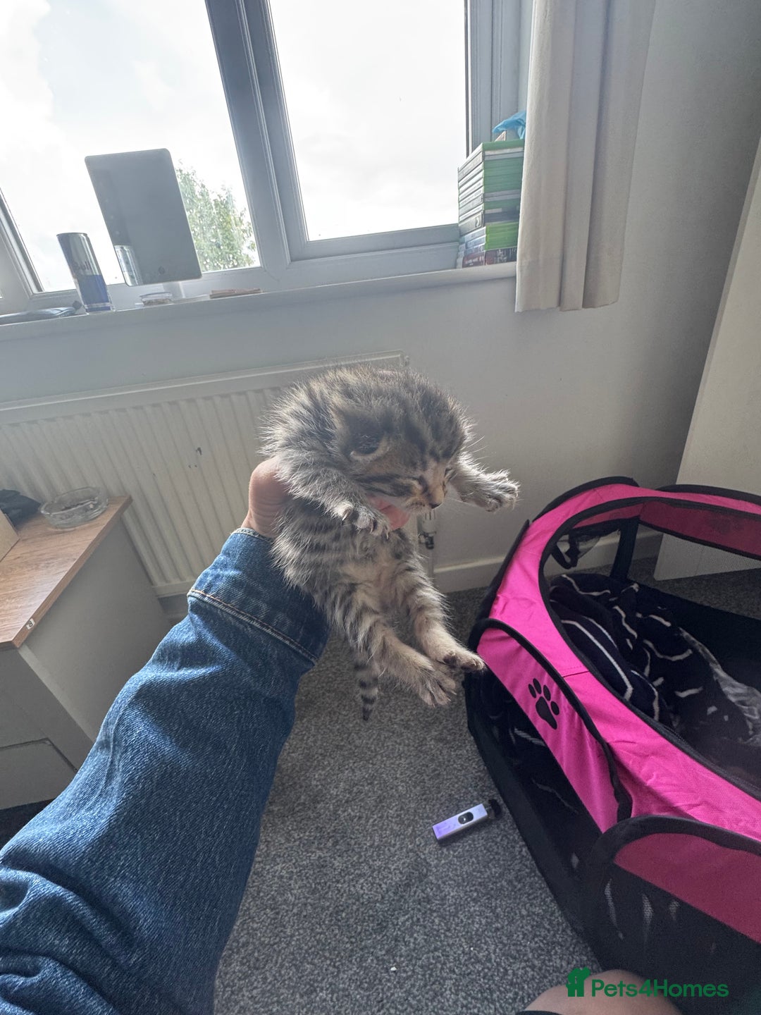 Mixed Breed cats for sale: 3 kittens for sale - Image 3