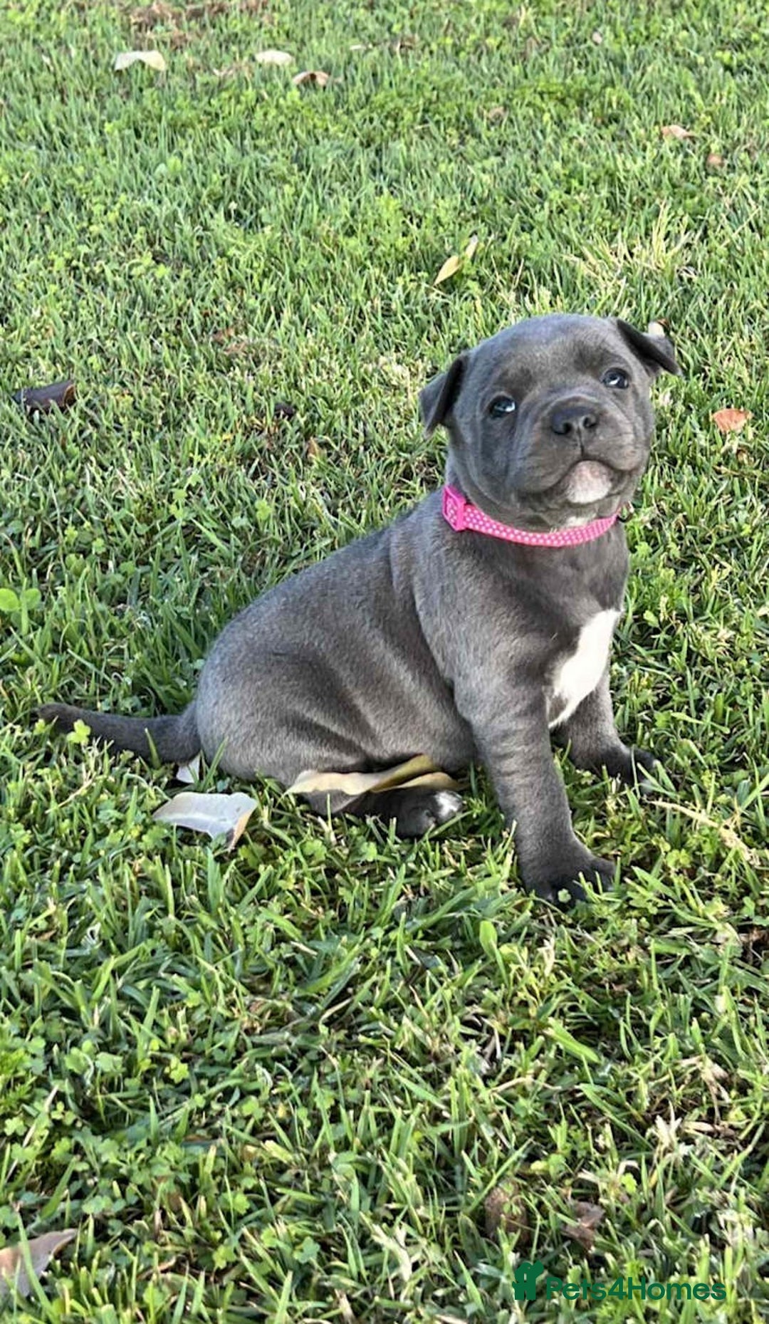Staffordshire Bull Terrier dogs for sale: Healthy blue Staffordshire bull terrier so sweet - Image 5