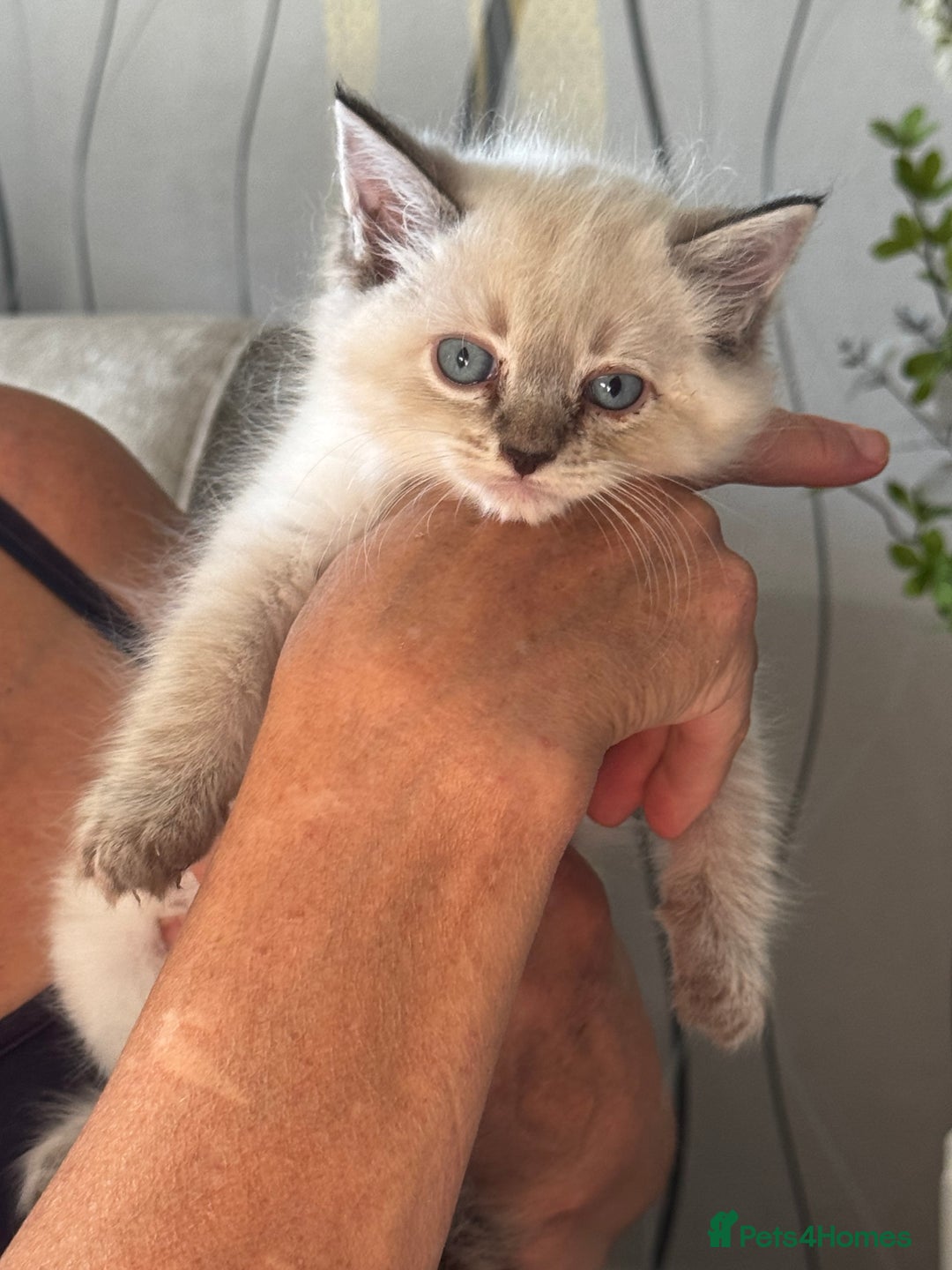 Ragdoll cats for sale: 7 Beautiful Pure Ragdolls for sale - Image 7