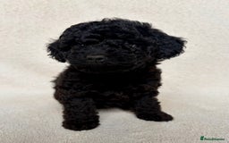 Cockapoo dogs for sale: Meet your new best friend!! - Image 9