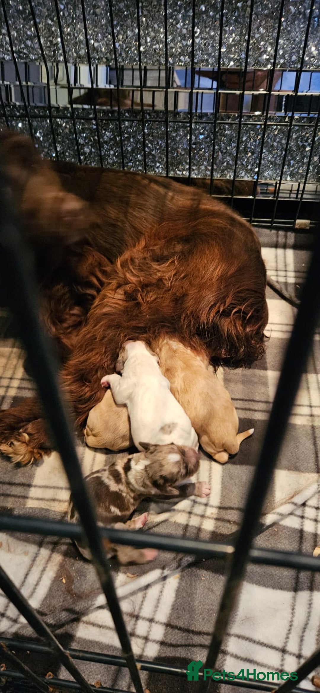 Cocker Spaniel dogs for sale: Stunning cocker spaniels puppies - Advert 11