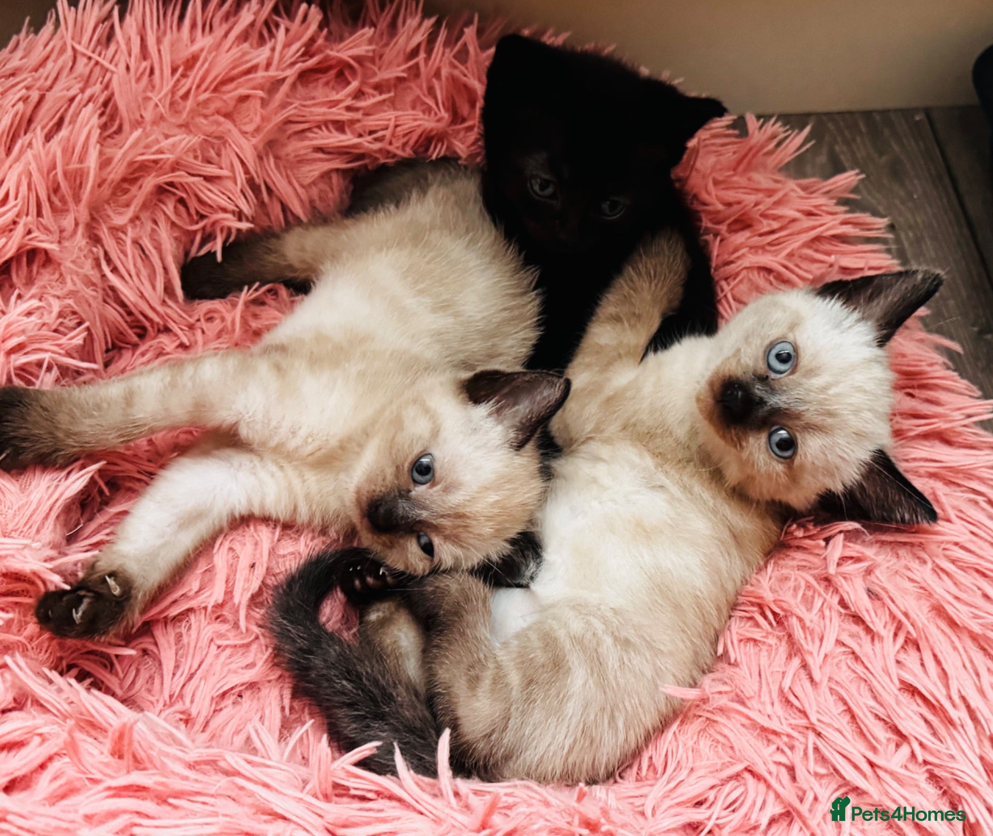 Mixed Breed cats 😻BEAUTIFUL KITTENS😻 - Advert 1