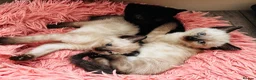 Mixed Breed cats for sale: 😻BEAUTIFUL KITTENS😻 - Advert 1