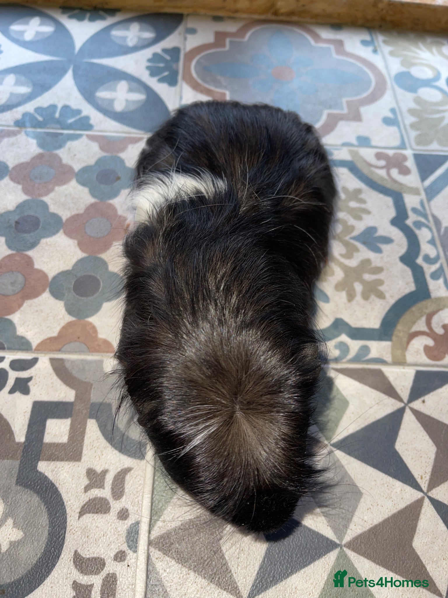 Guinea Pig rodents for sale: Guinea Pigs Looking For New Homes - Advert 13