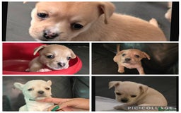 Mixed Breed dogs for sale: Frenchie x dachshund  - Image 1