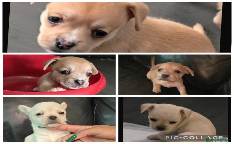 Mixed Breed dogs - Advert 1