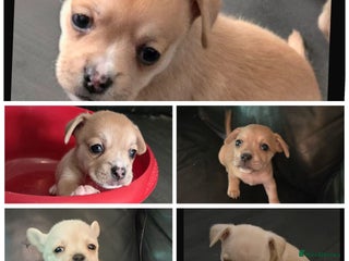 Mixed Breed dogs - Advert 1