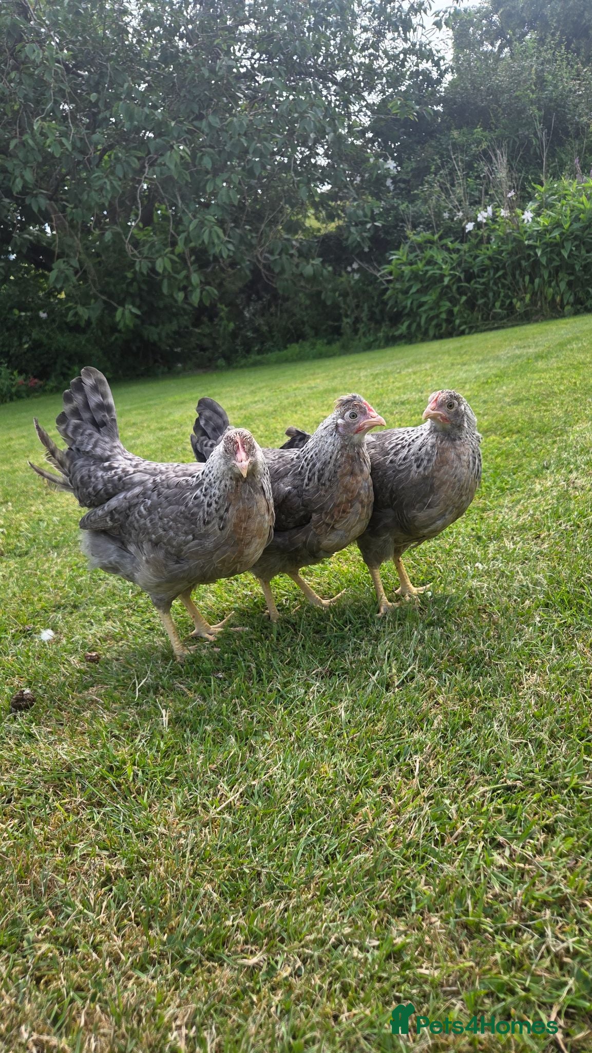 Chickens poultry 3 Cream legbar pullets - Advert 5