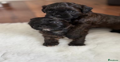 Shihpoo dogs - Advert 5
